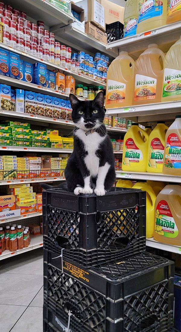 best of bodega cats twitter 8 This Twitter Account is Dedicated to Bodega Cats and Its the Best