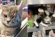 This Twitter Account is Dedicated to Bodega Cats and It’s the Best