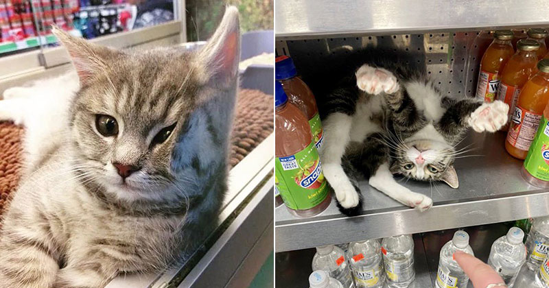 This Twitter Account is Dedicated to Bodega Cats and It's the Best