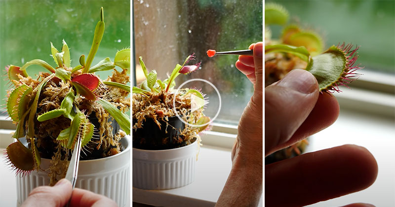 Feeding a Venus Flytrap Candy Instead of Flies