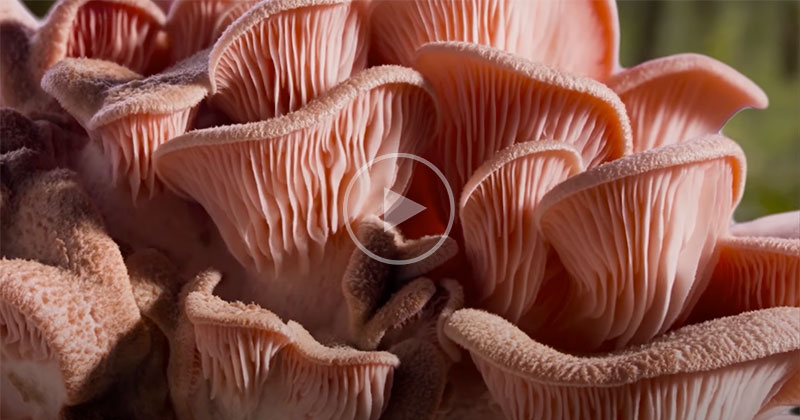 How Mushroom Time-Lapses Are Filmed