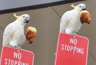 Just a Cockatoo Stopping for His Morning Croissant