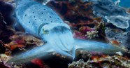 Cuttlefish Color Change Cuttlefish Color Change