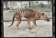 Colorized Footage from 1933 of the Last Known Tasmanian Tiger in the World