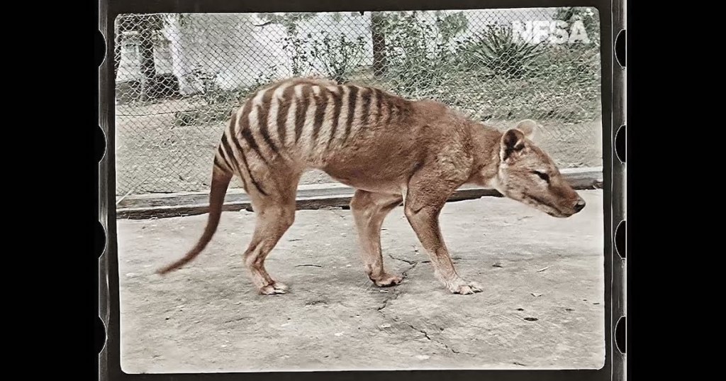 Colorized Footage from 1933 of the Last Known Tasmanian Tiger in the World