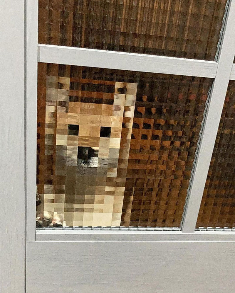 pixel dog through window door funny 1 Pixel Dog