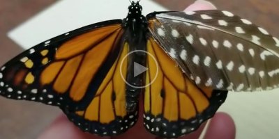 Woman Repairs Butterfly's Broken Wing with Feather