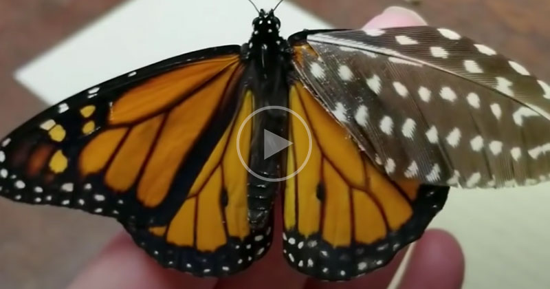 Woman Repairs Butterfly’s Broken Wing with Feather