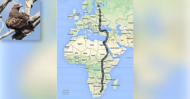 This Amazing Bird Traveled Over 10,000 km in Just 42 Days