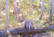 Coyote and Badger Spotted Strolling Through the Forest Together