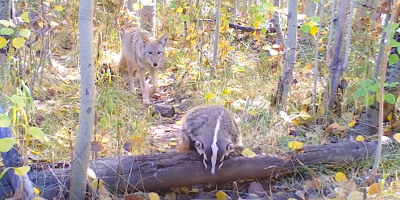Coyote and Badger Spotted Strolling Through the Forest Together