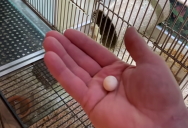Guy Finds Lost Egg in Pet Store and Brings It to Life