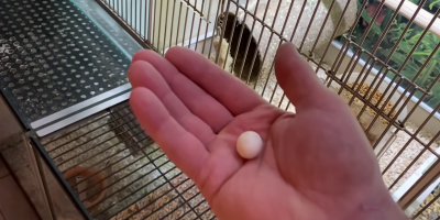 Guy Finds Lost Egg in Pet Store and Brings It to Life