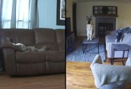 This is What Your Dogs are Up To When You Leave the House