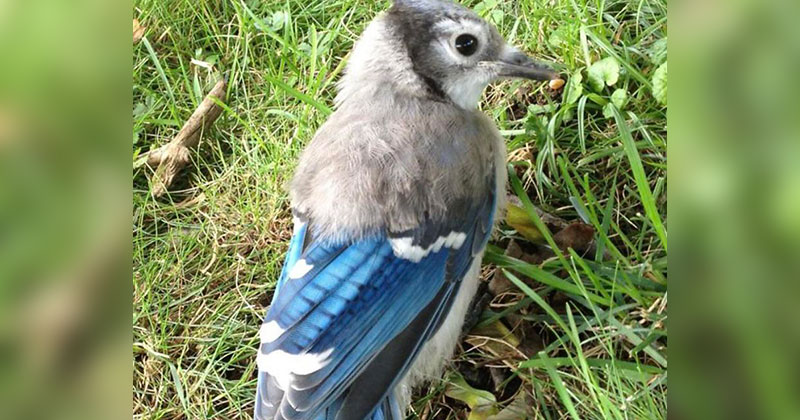 A Blue Jay with Half of Its Baby Feathers Still
