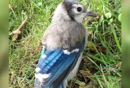 A Blue Jay with Half of Its Baby Feathers Still