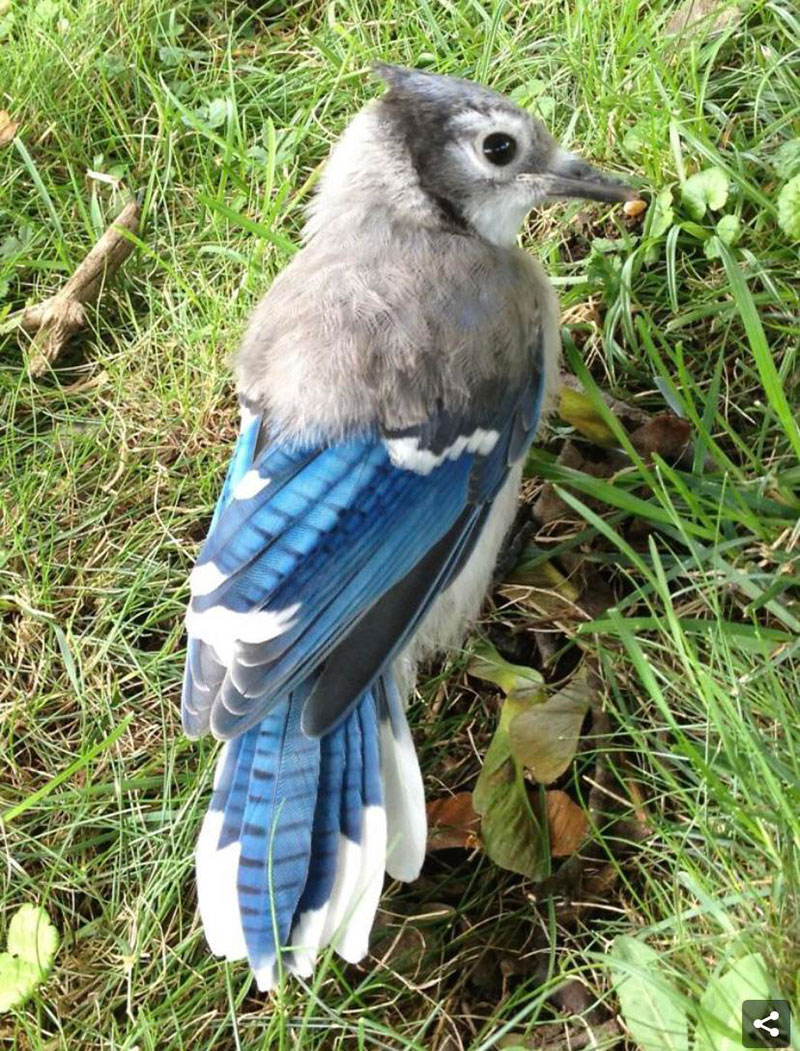 blue jay with half of its baby feathers still A Blue Jay with Half of Its Baby Feathers Still