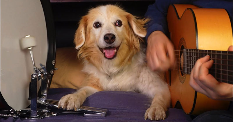 Just In Case You've Never Heard a Dog Drumming to an Acoustic Version of Purple Haze