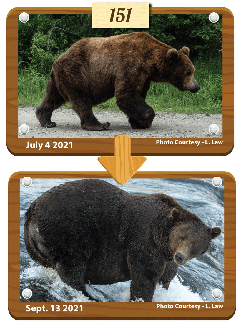 fat bear week 2021 winner otis 1 Congratulations to Otis, Your 2021 Fat Bear Week Champion