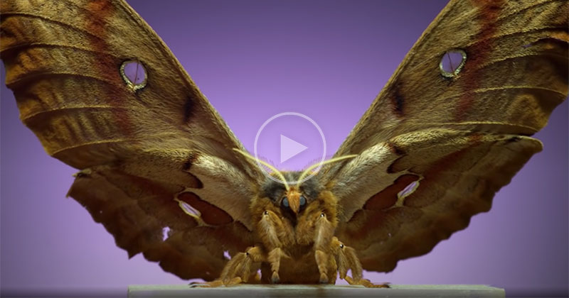 Moths Taking Flight at 6,000 FPS