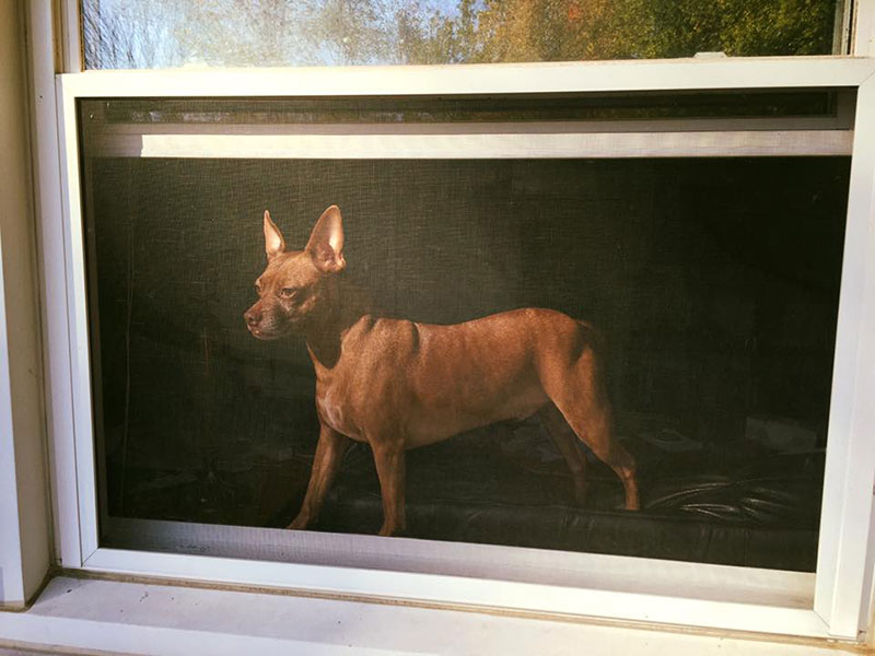 photo of dog through screen window oil painting accidental renaissance Accidental Renaissance: Photo of Dog Through Window Screen Looks Like Old Oil Painting