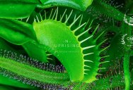 A Jaw Dropping 4K Timelapse of Carnivorous Plants and Insects