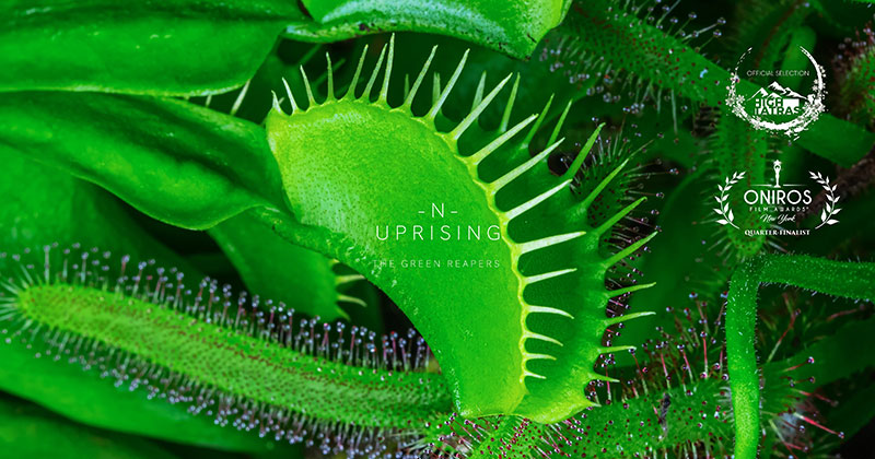 A Jaw Dropping 4K Timelapse of Carnivorous Plants and Insects