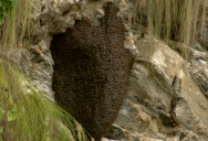 Surreal Footage of Giant Buzzing Beehive Waves