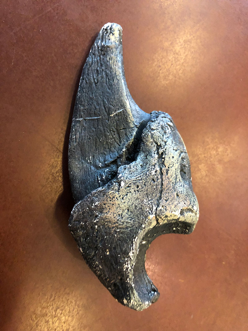 These Tunnels Were Dug by Giant Ground Sloths that Lived 10,000 Years