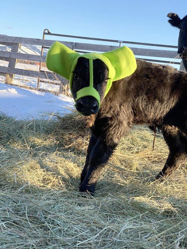 earmuffs for cows pics 1 Apparently Farmers Have Earmuffs for Baby Cows to Protect Them From Frostbite