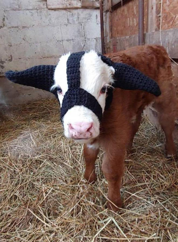 earmuffs for cows pics 3 Apparently Farmers Have Earmuffs for Baby Cows to Protect Them From Frostbite