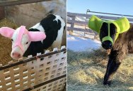 Apparently Farmers Have Earmuffs for Baby Cows to Protect Them From Frostbite