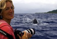 A Humpback Whale Saved this Scientist’s Life and Her Story is Amazing