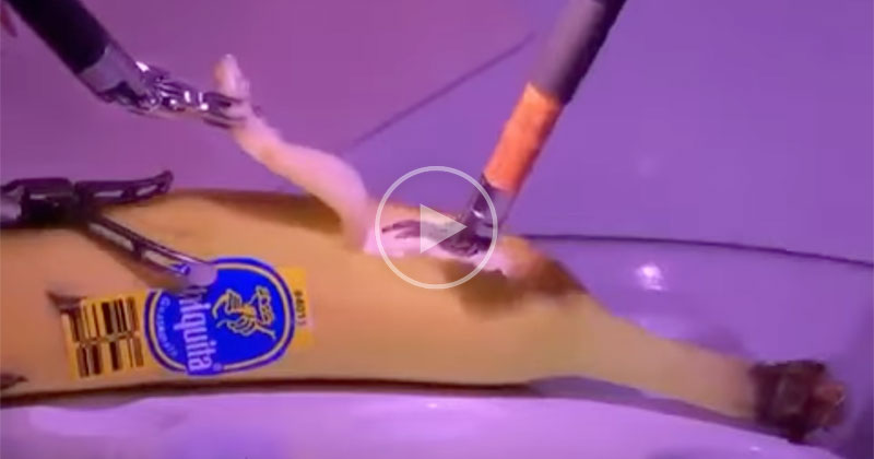 Doctor in London Performs Remote Surgery on Banana in California