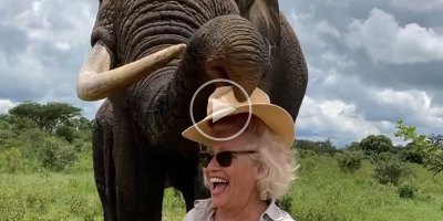 Elephant Pretends to Eat Woman's Hat