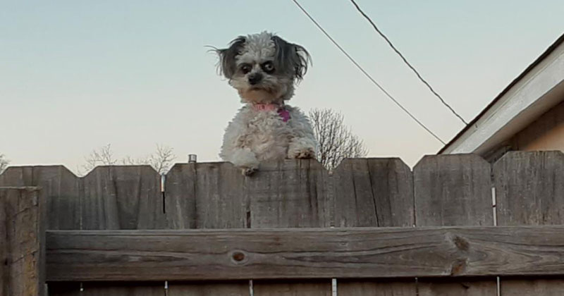 funny scary dog over fence The Shirk Report – Volume 662
