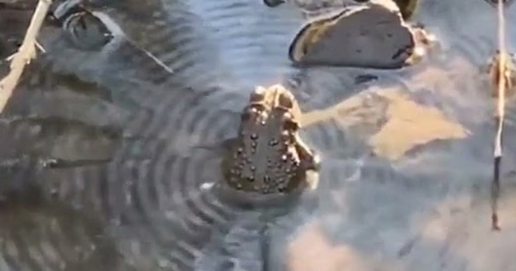 Toad Hits Perfect Note and Reaches Nirvana