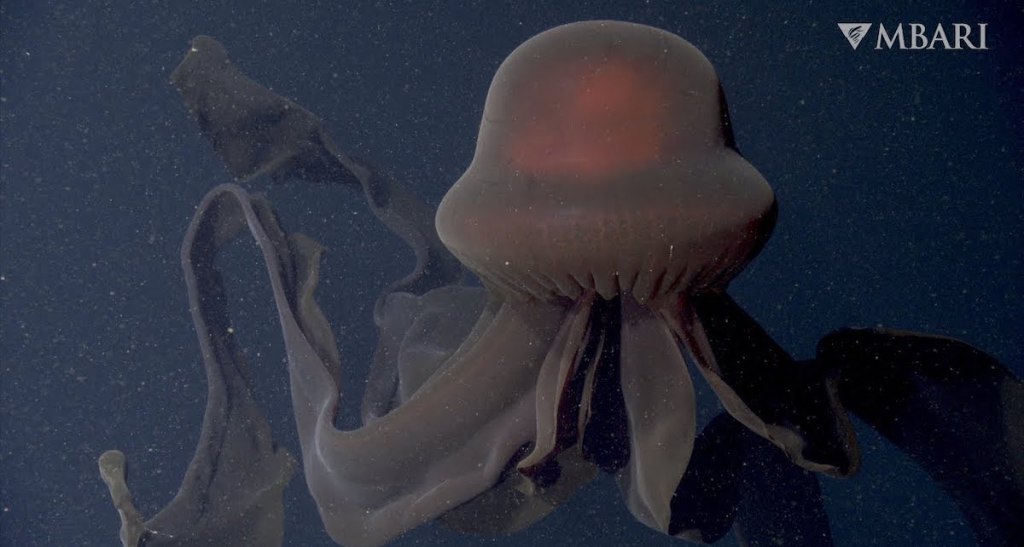 Extremely Rare Giant Phantom Jelly Found 3,200 ft Deep in Monterey Bay
