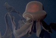 Extremely Rare Giant Phantom Jelly Found 3,200 ft Deep in Monterey Bay