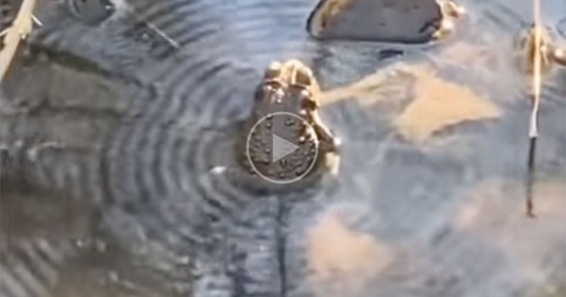 Toad Hits Perfect Note and Reaches Nirvana