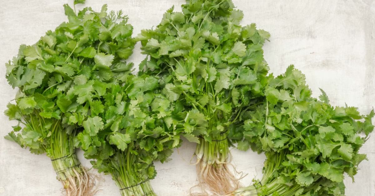 This Is Why Some Folks Think Cilantro Tastes Like Soap