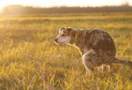 A Study Shows That Dogs Prefer to Poop in Alignment With Earth’s Magnetic Field