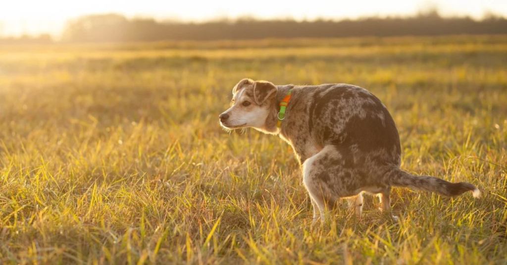 A Study Shows That Dogs Prefer to Poop in Alignment With Earth’s Magnetic Field