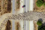 Amazing Timelapse of Sheep Herding from Above