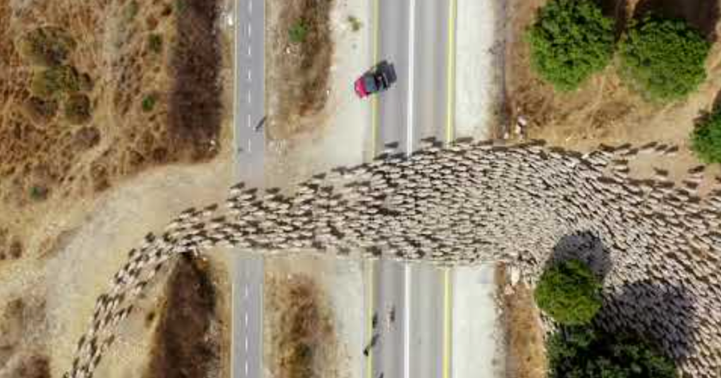 Amazing Timelapse of Sheep Herding from Above
