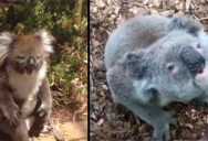 How Koalas Actually Sound Is Surprising a Lot of People