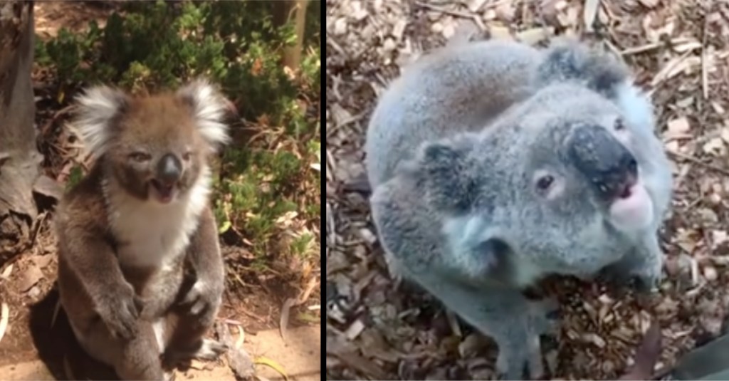How Koalas Actually Sound Is Surprising a Lot of People