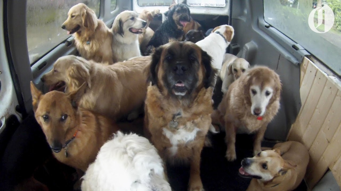 Doggie School 