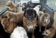 Doggie School “Bus” Picks Up Neighborhood Pups