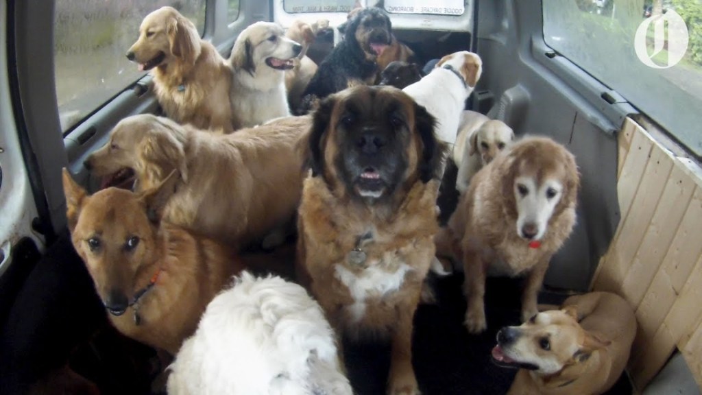 Doggie School "Bus" Picks Up Neighborhood Pups